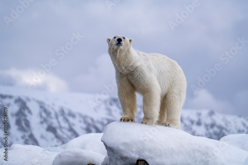 Polarbear