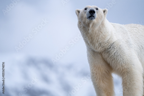 Polarbear