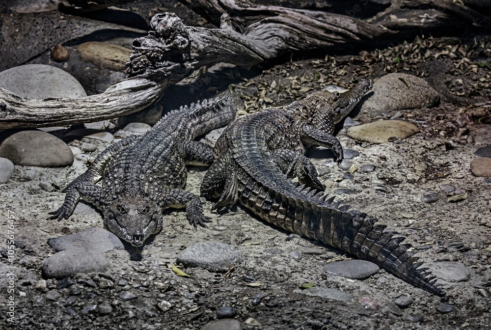 Fototapeta premium Two australian crocodiles on the ground. Latin name - Crocodylus johansoni 