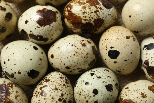 Quail eggs on gray background