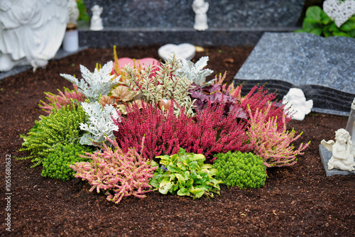 Autumnal grave planting with colorful heather on freshly dug and cleaned soil