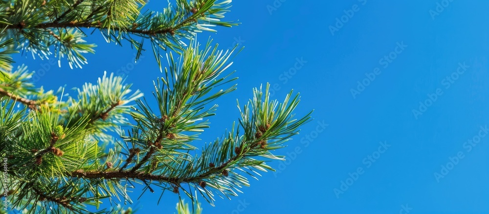 Pine Tree With Sharp Needles On The Branches On The Treetop In Front Of Blue Sky Pine Tree With Sharp Needles On The Branches On The Treetop In Front Of Blue Sky