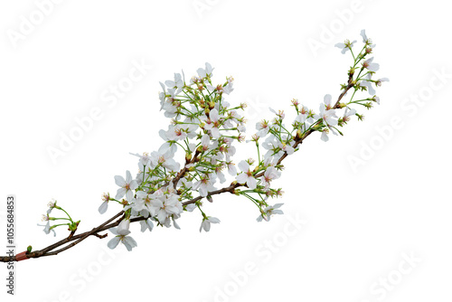 Cherry blossom branch isolated