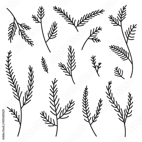 Hand drawn set evergreen tree branches. Conifer black branches isolated on a white background. Minimalistic linear elements. Vector illustration