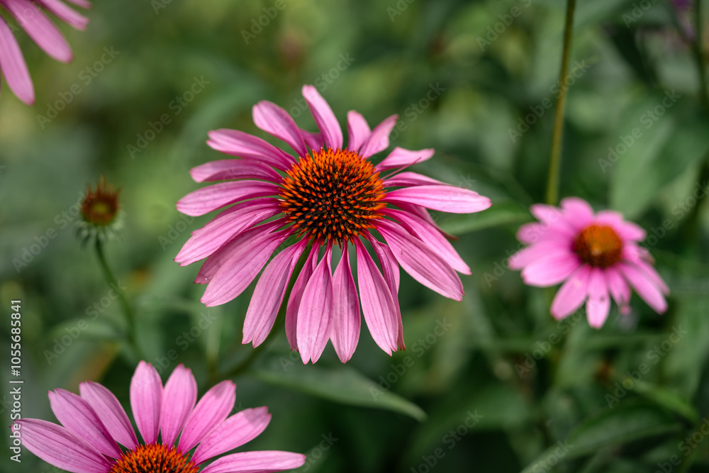 Echinacea purple flower on a green background close-up