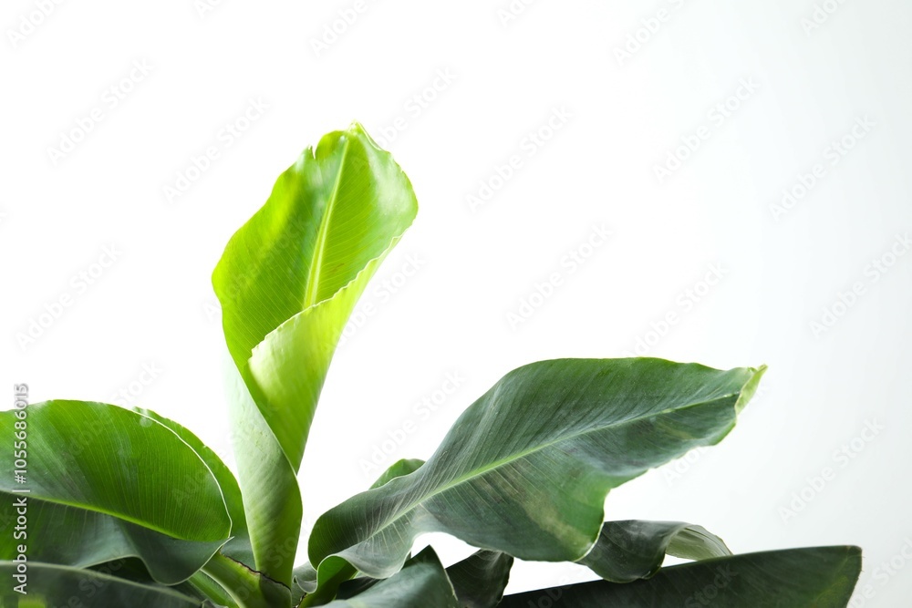 Obraz premium Banana tree in sunlight on a white background. Tropical plant foliage with visible texture
