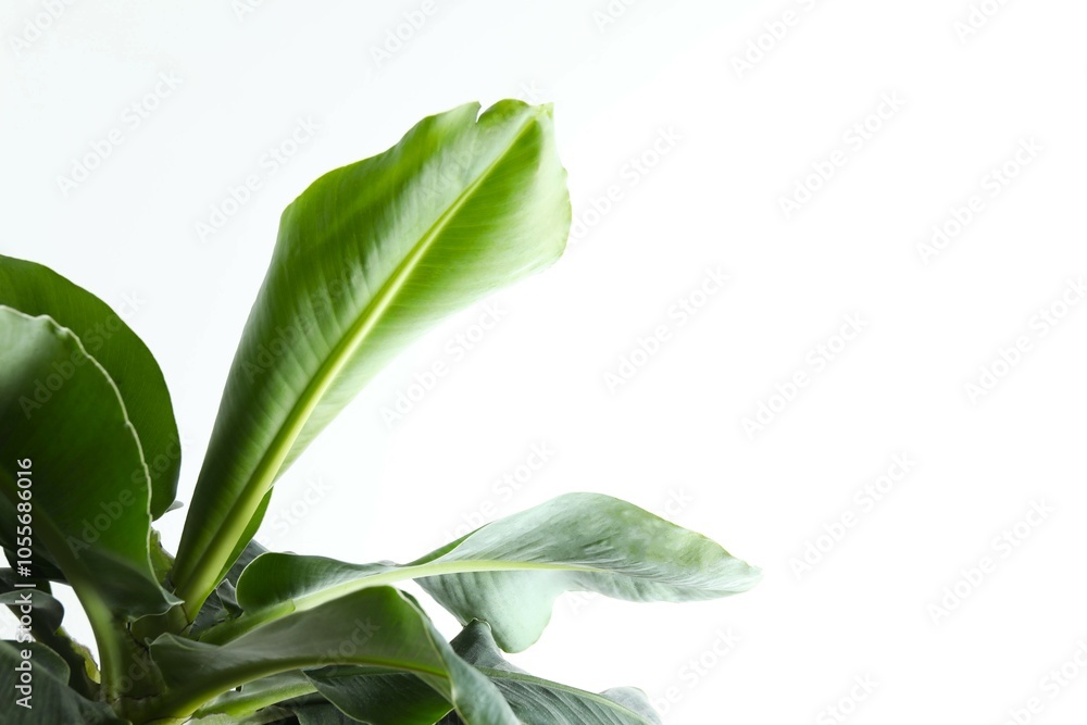 Fototapeta premium Banana tree in sunlight on a white background. Tropical plant foliage with visible texture