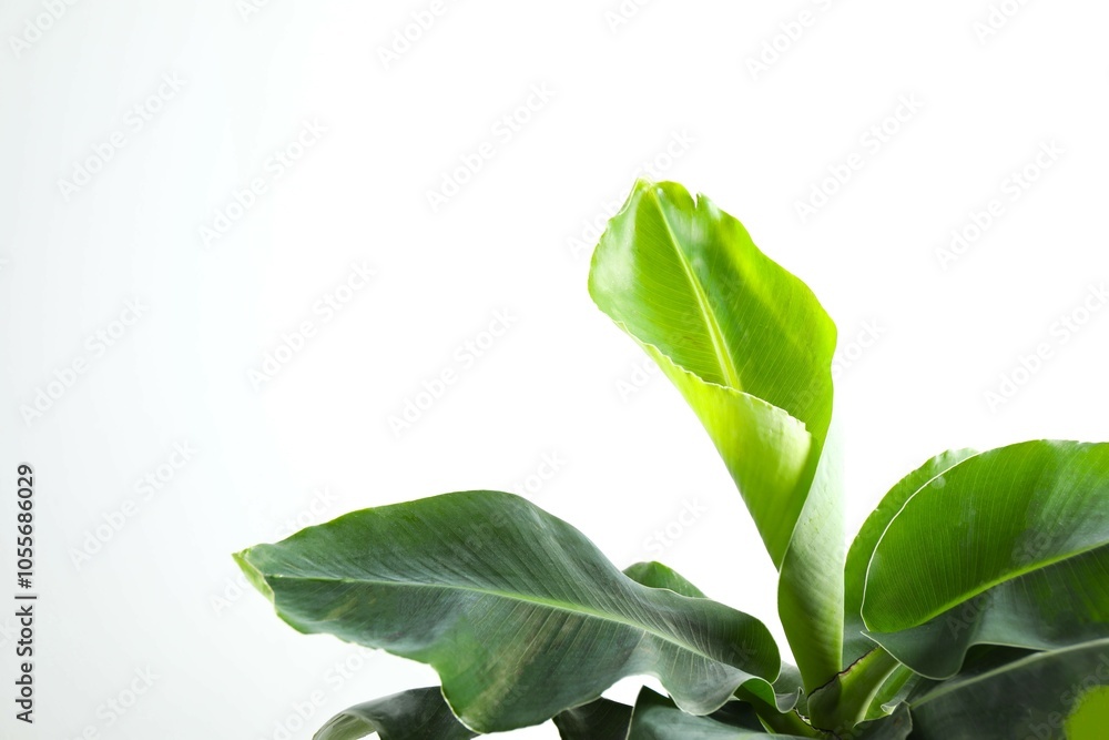 Banana tree in sunlight on a white background. Tropical plant foliage with visible texture Banana tree in sunlight on a white background. Tropical plant foliage with visible texture