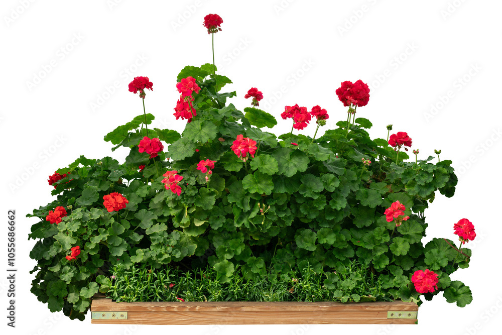 Fototapeta premium Red flower bush isolated