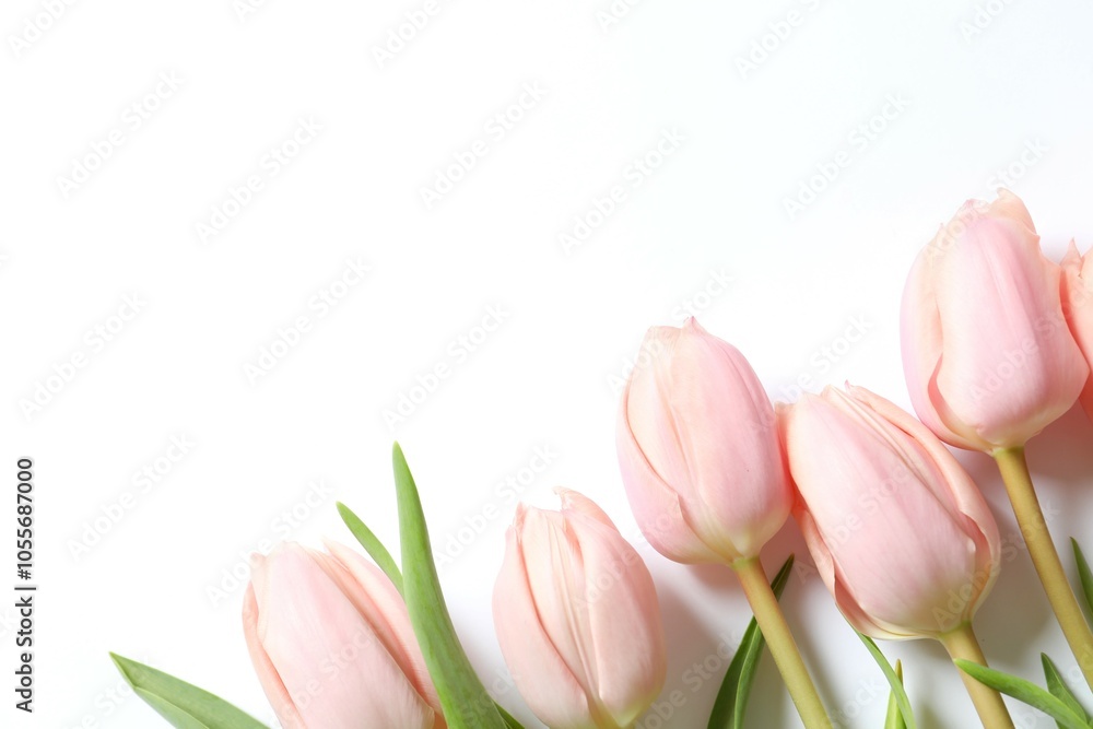Naklejka premium Beautiful tulips on white background