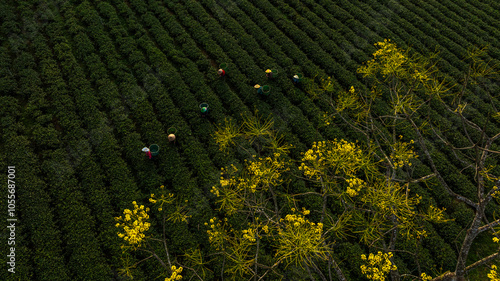 Bao Loc tea hill, Lam Dong, the yellow poinciana flower season is beautiful. Photo taken in Bao Loc, Lam Dong on January 11, 2024 photo