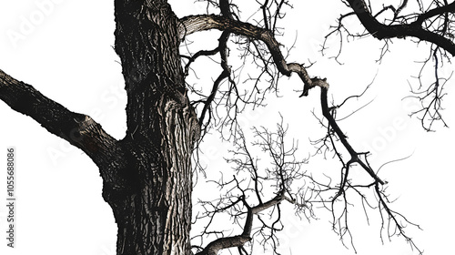  trunk, old, black, drawing, trees, sky, blossom, growth, cherry, branches, winter, design, flower