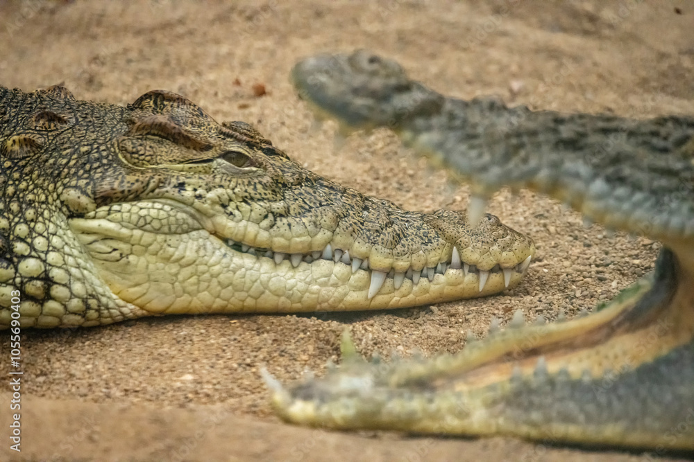 Fototapeta premium close up of crocodile head