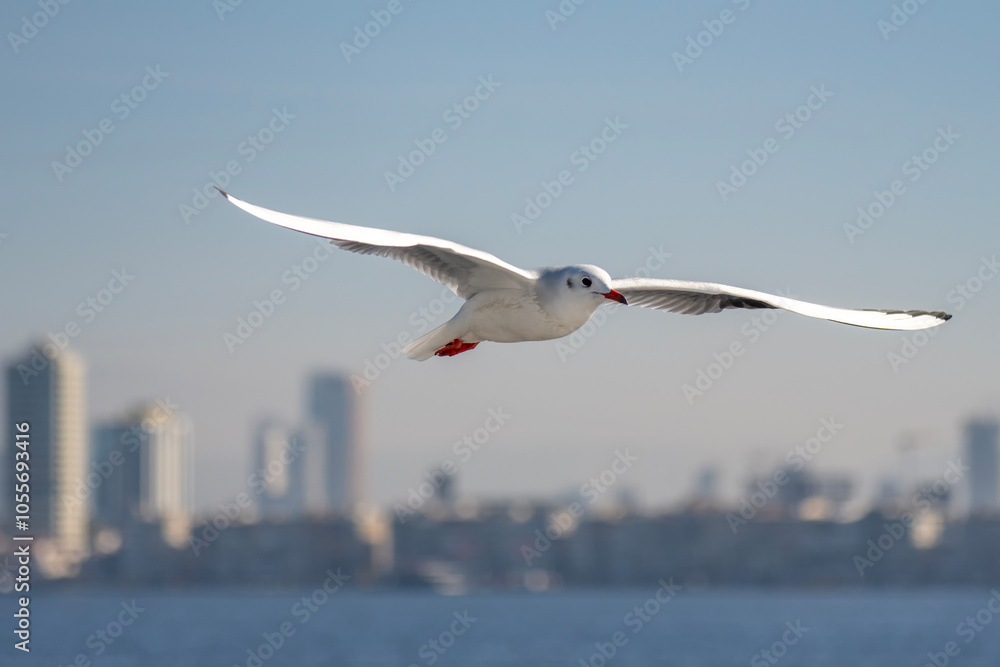 Fototapeta premium seagull in flight