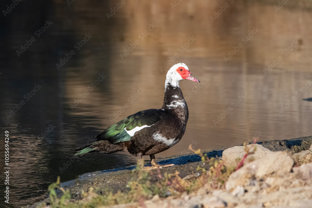Fototapeta premium duck in the water