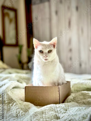 Cat in a box