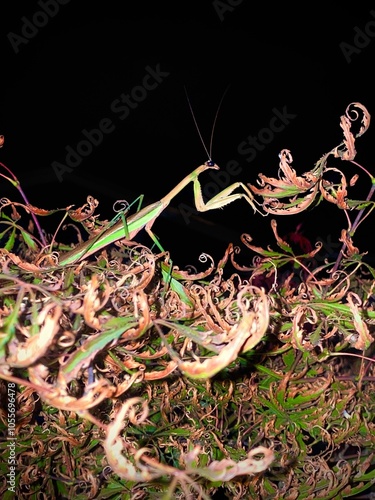 Grasshopper 
