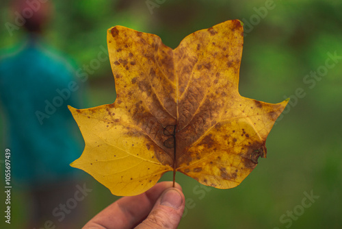 leaf in hand