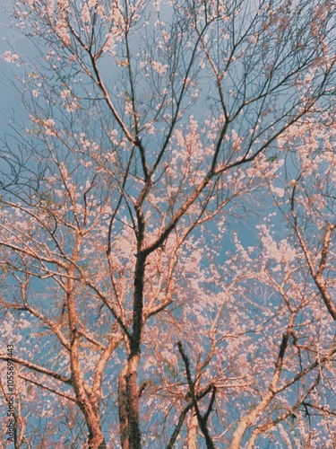 tree in autumn