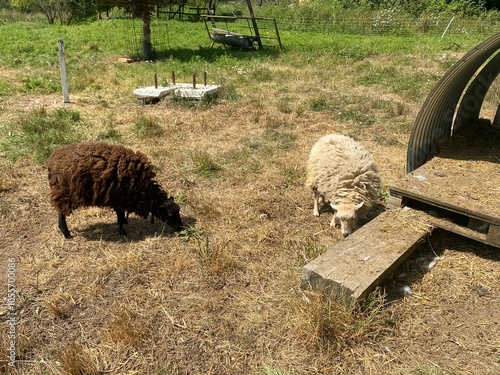 Moutons noir et blanc dans un champ photo