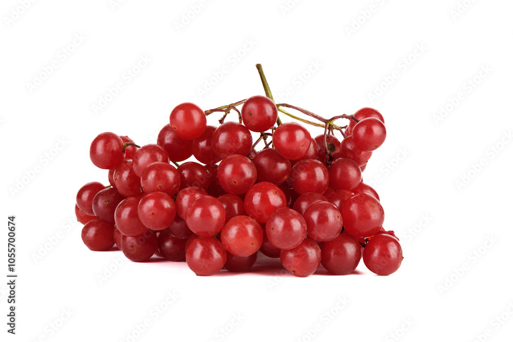 Bunch of freshly picked viburnum berries isolated on white background. Bunch of freshly picked viburnum berries isolated on white background.