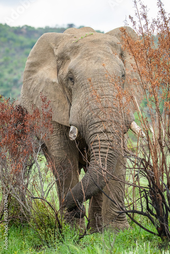 Large african elephant in the bush