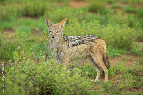 Black backed jackal in the bush