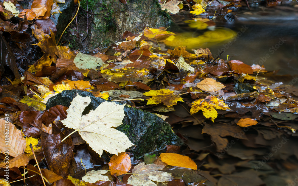 A forest stream in autumn, surrounded by vibrant, colorful leaves. A forest stream in autumn, surrounded by vibrant, colorful leaves.