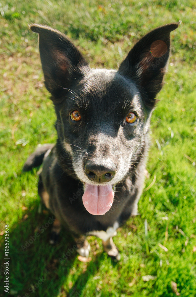 A playful black dog with expressive eyes enjoys a sunny day in a grassy park setting, eagerly looking up at its owner A playful black dog with expressive eyes enjoys a sunny day in a grassy park setting, eagerly looking up at its owner