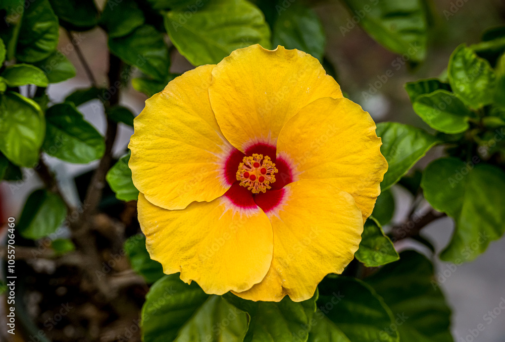 Yellow Hibiscus in the Garden Yellow Hibiscus in the Garden