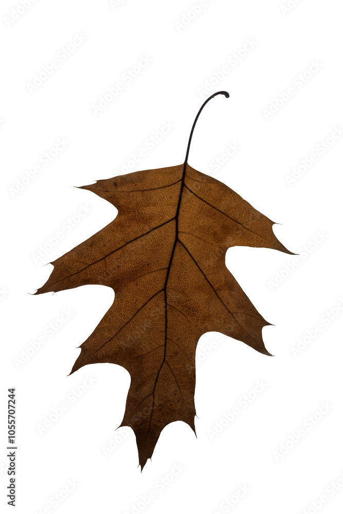 Naklejka premium autumn maple leaf