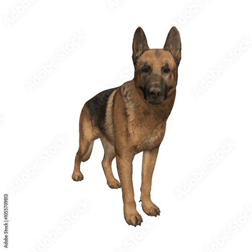 German Shepard dog vector animal ilustration isolated template 
