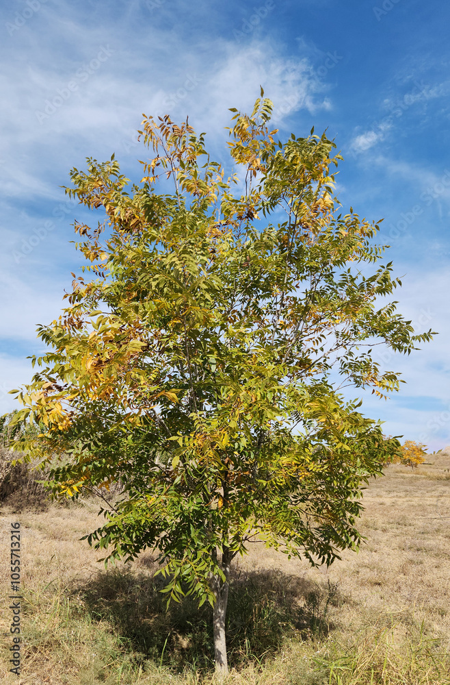 Pecan (Carya illinoinensis) tree in an orchard the Mediterranean nature in autumn Pecan (Carya illinoinensis) tree in an orchard the Mediterranean nature in autumn
