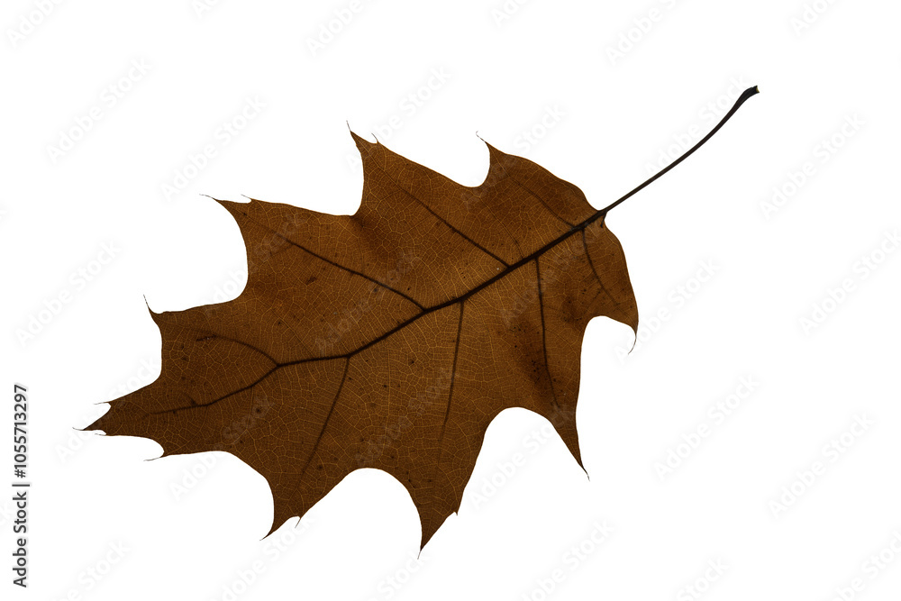 Naklejka premium autumn maple leaf