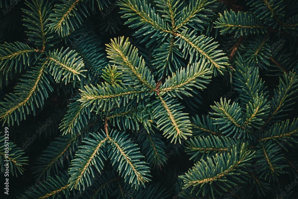 Close up of Green Pine Needles Christmas Tree Texture Close up of Green Pine Needles Christmas Tree Texture