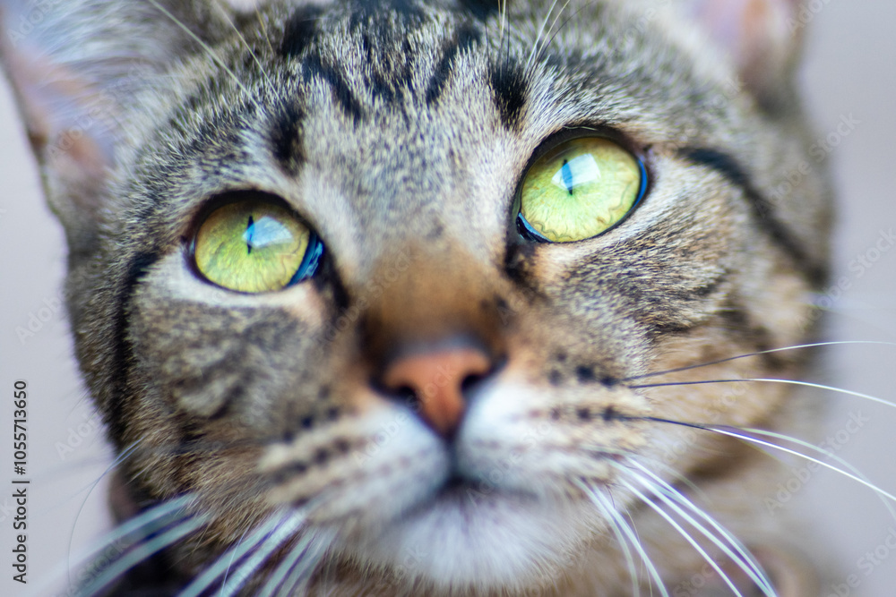 Look like a cat Look like a cat