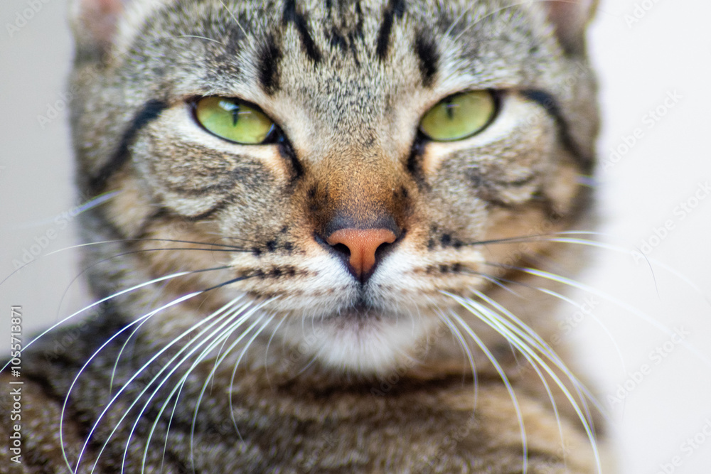 Look like a cat Look like a cat