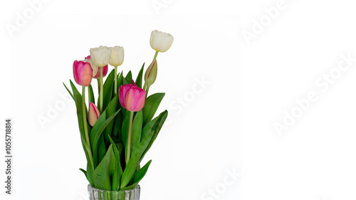 Pink and white tulips bouquet in a vase isolated on white background