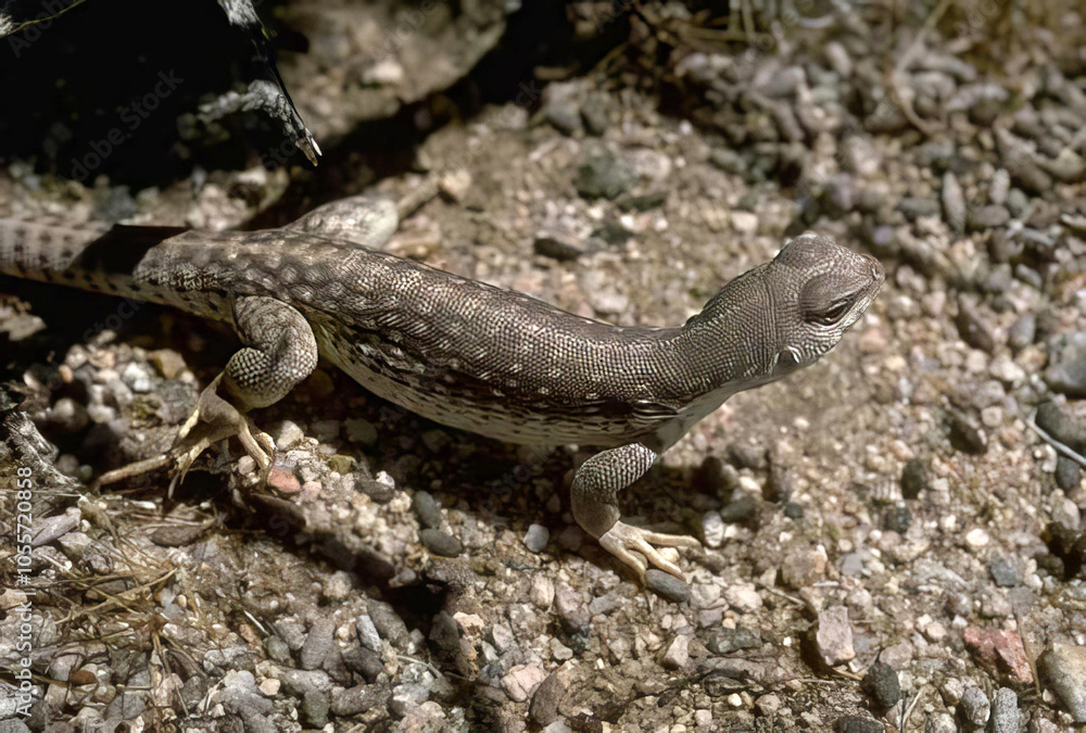 Colorful Lizard basking on the ground in a sunny habitat, scaled reptile in its natural environment Colorful Lizard basking on the ground in a sunny habitat, scaled reptile in its natural environment