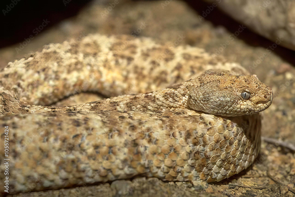 Bewitching Eye of a Colorful Snake in Nature Bewitching Eye of a Colorful Snake in Nature