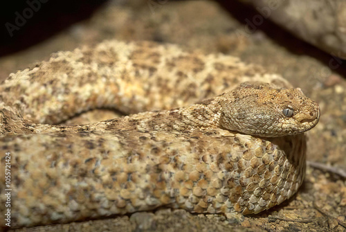 Bewitching Eye of a Colorful Snake in Nature photo