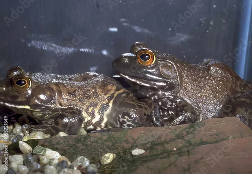 Frog Head Emerging from Water Surrounded by Plants photo