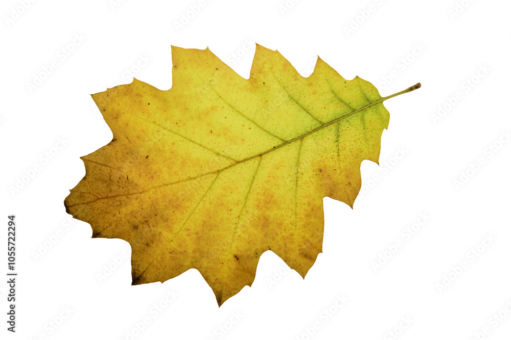 Fototapeta premium autumn maple leaf
