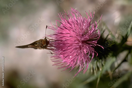 Flowers and Weeds Attracting Bees and Insects in Nature photo