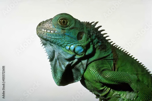 Lizard Head and Eye Close-Up in Natural Habitat photo