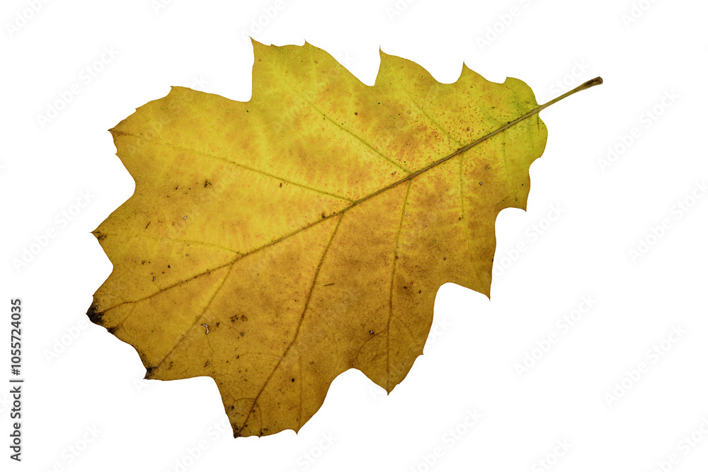 Fototapeta premium autumn maple leaf
