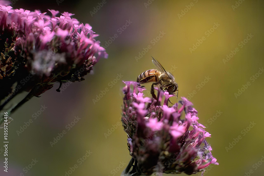 Bees Pollinating Purple Flowers in a Shrub Garden Bees Pollinating Purple Flowers in a Shrub Garden