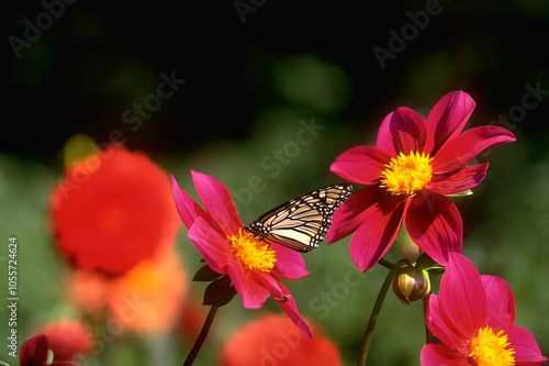 Colorful Butterfly on Vibrant Flower Petals in a Garden Setting photo