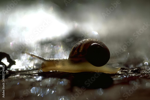 A Snail Crawls Over a Moist Twig in a Serene Water Landscape photo