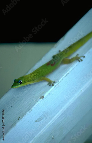 Colorful Carolina Anole on a Plant Among Insects and Caterpillars photo